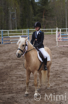 90cm pronssia Miila Pulkkinen - Vullkaano, Varkauden Ratsastuskeskus